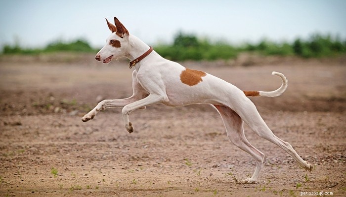 地球上で最速の25の犬種 