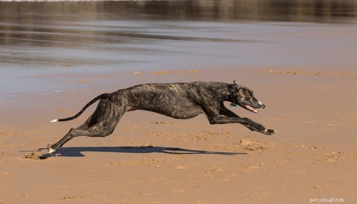 25 snelste hondenrassen ter wereld