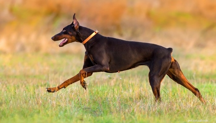25 races de chiens les plus rapides de la planète