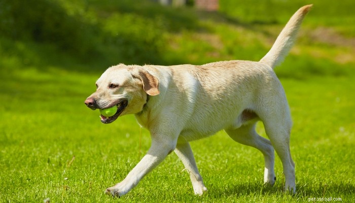 25 razze di cani più veloci del pianeta