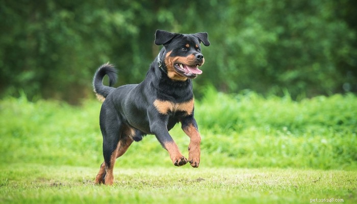 25 самых быстрых пород собак на планете