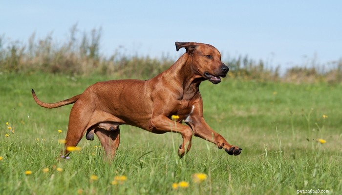 25 races de chiens les plus rapides de la planète