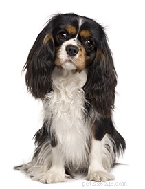 Profilo del cane Cavalier King Charles Spaniel