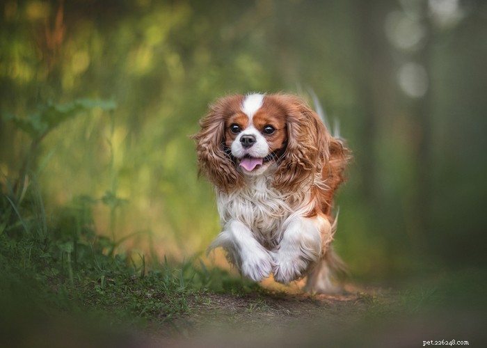 Cavalier King Charles Spaniel Dog Profile