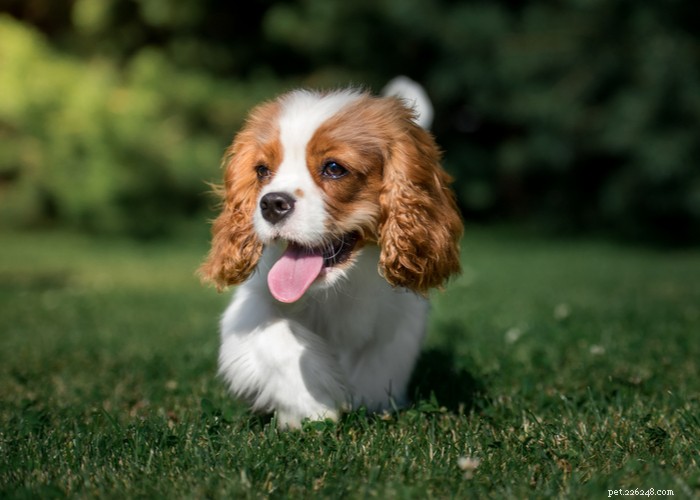Profil de chien Cavalier King Charles Spaniel