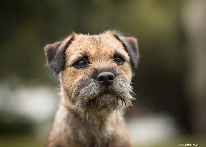 Profilo del cane Border Terrier