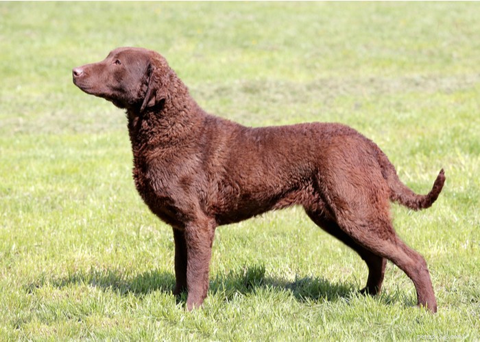 Profilo razza di cane Chesapeake Bay Retriever