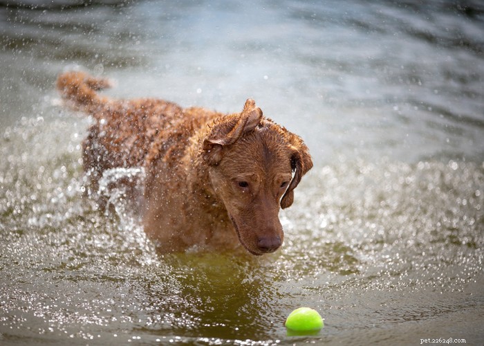 Profilo razza di cane Chesapeake Bay Retriever