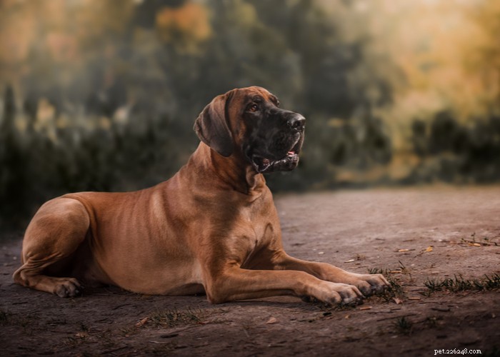 Profil de race de chien dogue allemand