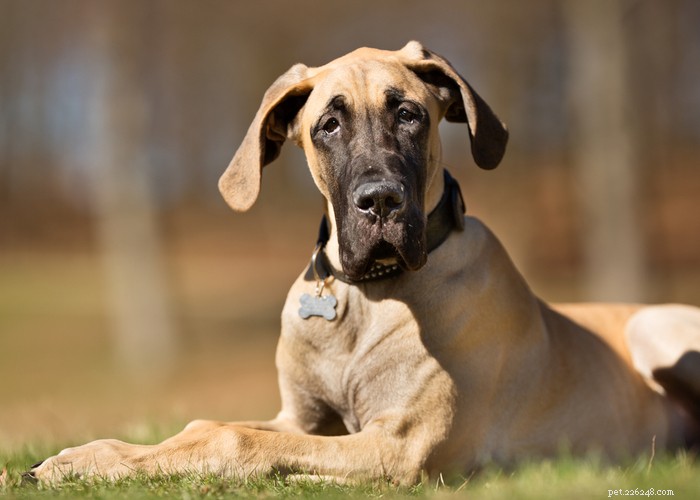 Profil de race de chien dogue allemand