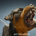4 mest läskiga hundar enligt statistik