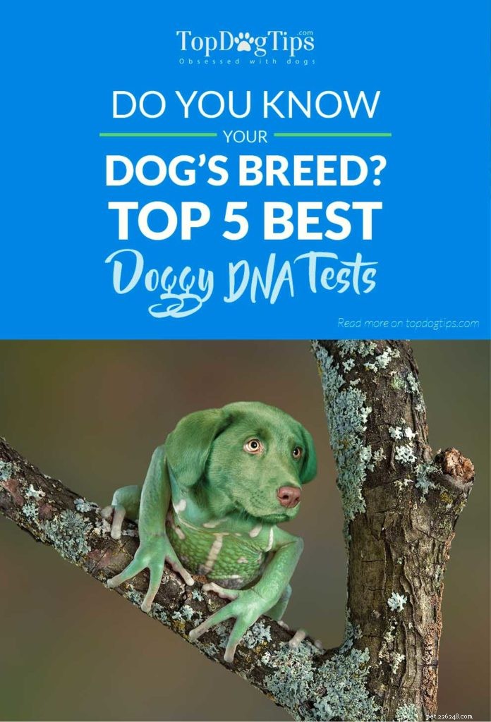최고의 5가지 최고의 개 DNA 검사