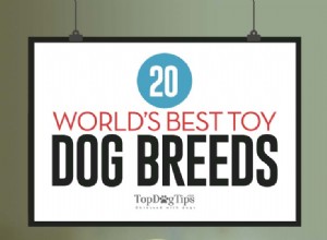 20 세계 최고의 장난감 개 품종 