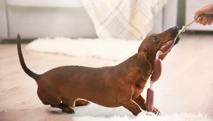 20 världens bästa leksakshundraser