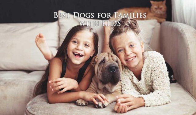 16 beste honden voor gezinnen met kinderen