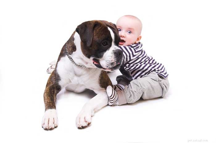 16 meilleurs chiens pour les familles avec enfants