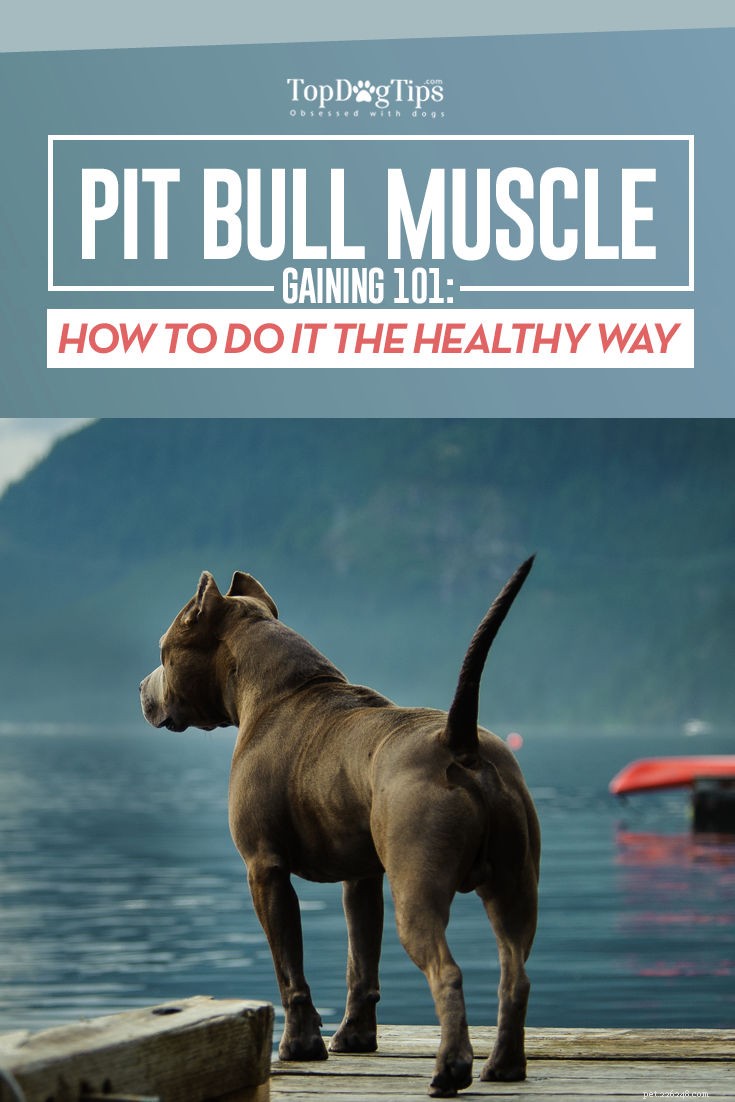 Pitbull-spiergroei 101:hoe je een pitbull gezond kunt opbouwen