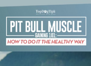 Pit Bull Muscle Gaining 101 : Comment gonfler sainement un Pit Bull