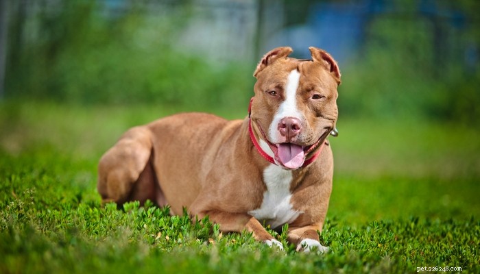 Pit Bull Muscle Gaining 101:How to Bulk Up a Pit Bull Healthfully