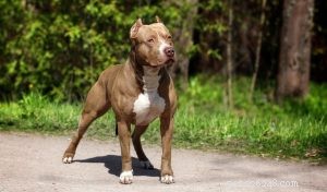 Pit Bull Muscle Gaining 101:How to Bulk Up a Pit Bull Healthfully