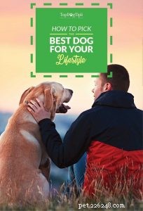 Hur du väljer den bästa hunden för dig baserat på din livssituation