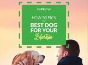 Comment choisir le meilleur chien pour vous en fonction de votre situation de vie
