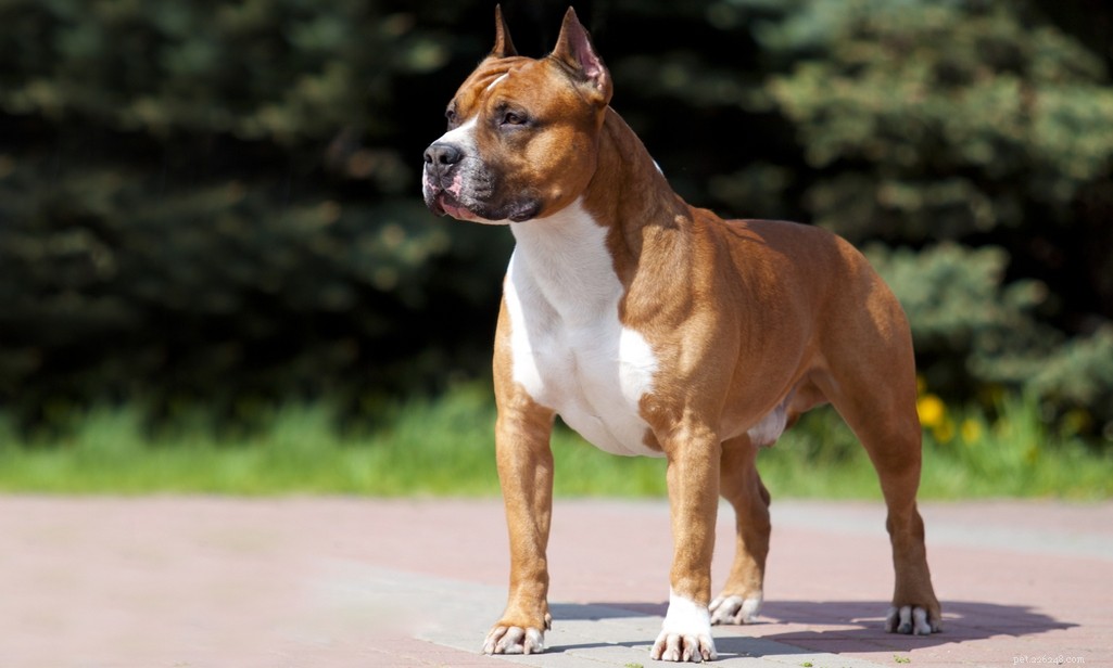 Profilo di razza American Staffordshire Terrier