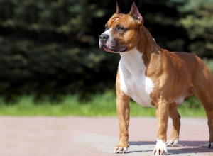 Profil de race American Staffordshire Terrier