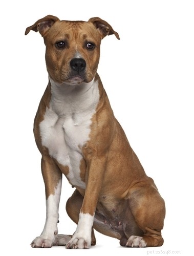 American Staffordshire Terrier Rasprofil