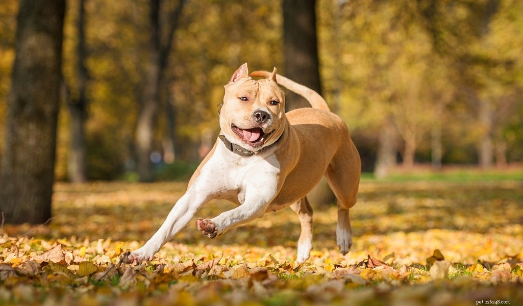 Profilo di razza American Staffordshire Terrier