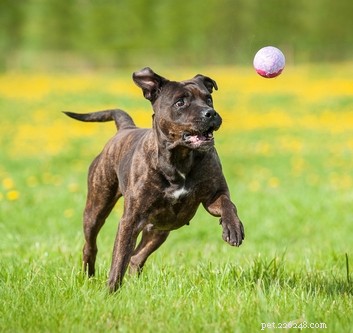 Profil de race American Staffordshire Terrier
