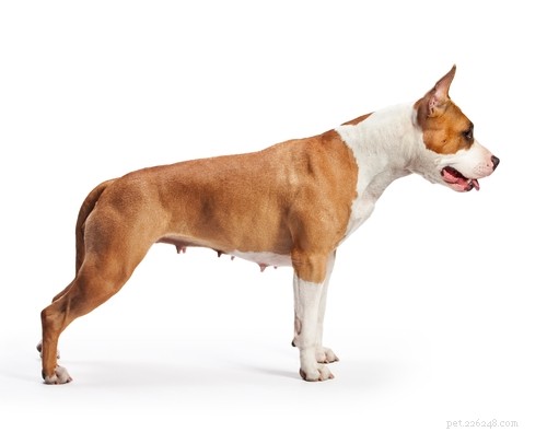rasprofiel American Staffordshire Terrier
