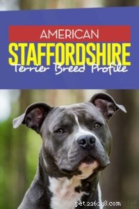 Perfil da raça American Staffordshire Terrier