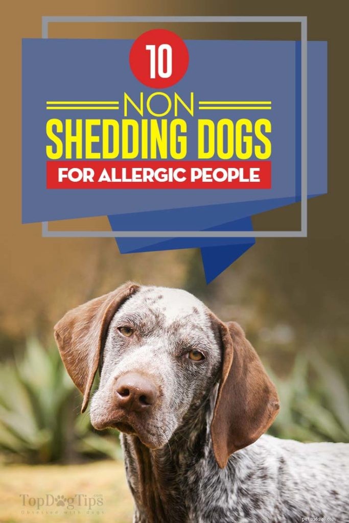 10 собак, которые не линяют для людей с аллергией