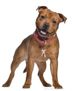 Profilo della razza Staffordshire Bull Terrier