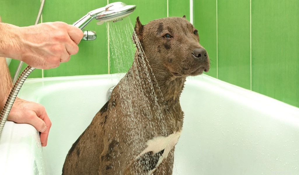 Perfil da raça Staffordshire Bull Terrier