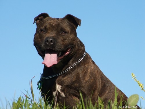 Profil de race Staffordshire Bull Terrier