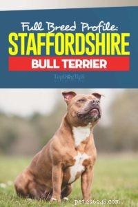 Profil de race Staffordshire Bull Terrier