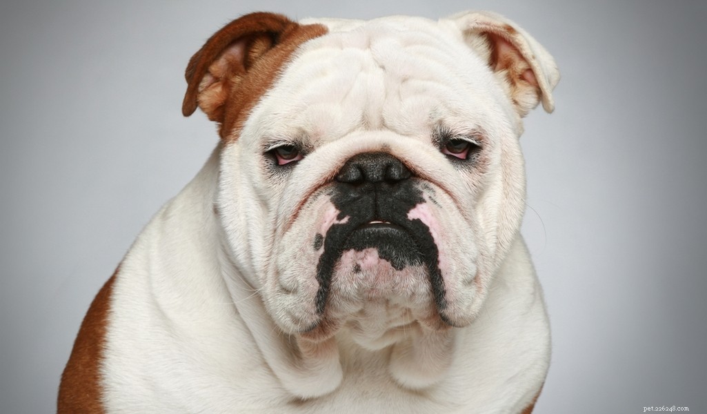 Profilo razza Bulldog inglese