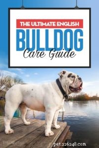 Perfil da raça Bulldog Inglês