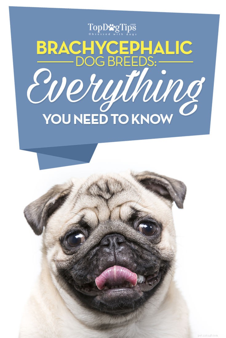 Let’s Talk:Brachycephalic Breeds – What’s the Difference?
