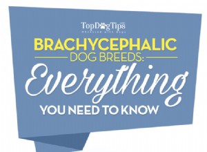 Parlons :races brachycéphales – Quelle est la différence ?