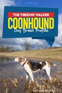 Treeing Walker Coonhound hundrasprofil