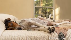 Profilo della razza del cane Coonhound Treeing Walker