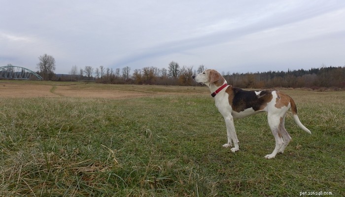 Perfil da raça do cão Treeing Walker Coonhound