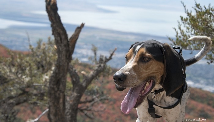 Profilo della razza del cane Coonhound Treeing Walker