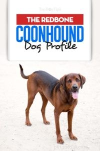 Redbone Coonhound Dog Profile