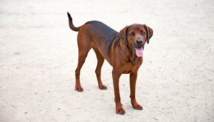Perfil do cão Redbone Coonhound