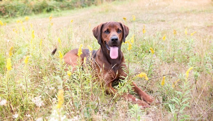 Profilo del cane Redbone Coonhound