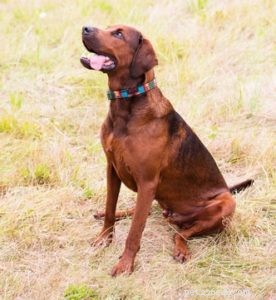 Perfil do cão Redbone Coonhound
